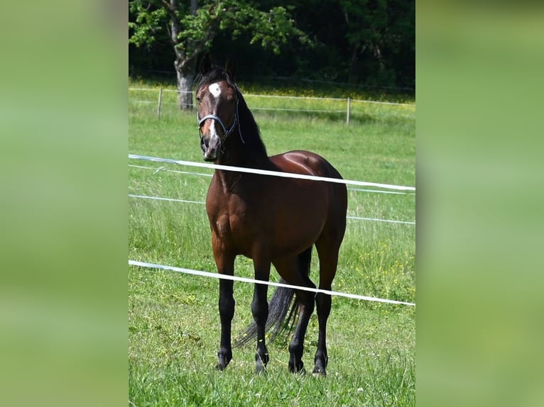 Andalusier Wallach 8 Jahre 155 cm  in Amlikon