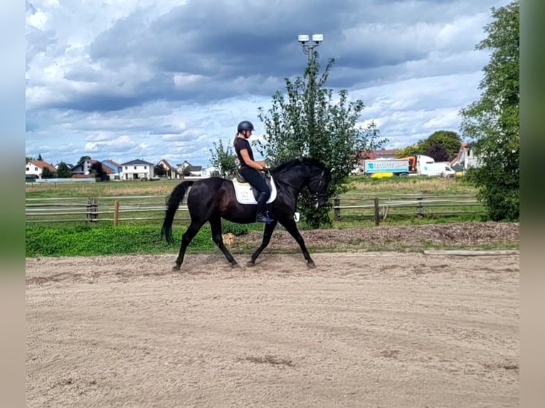 Andalusier Wallach 8 Jahre 155 cm Rappe in Karlshuld