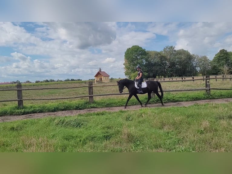 Andalusier Wallach 8 Jahre 155 cm Rappe in Karlshuld