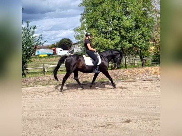 Andalusier Wallach 8 Jahre 155 cm Rappe in Karlshuld