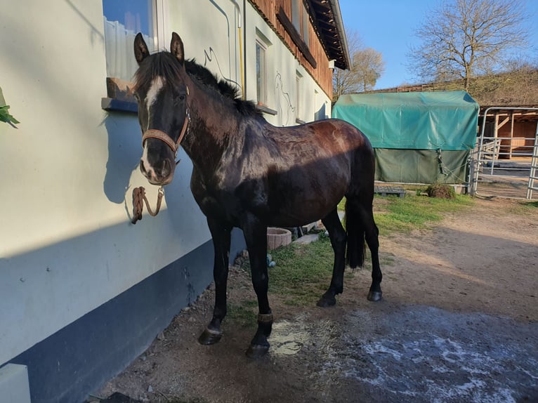 Andalusier Wallach 8 Jahre 155 cm Schwarzbrauner in Michelau in Oberfranken