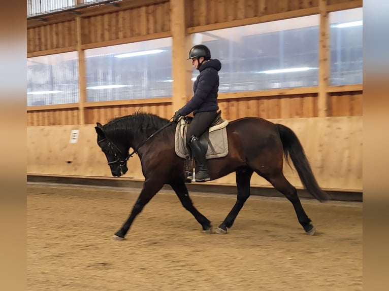 Andalusier Mix Wallach 8 Jahre 156 cm Dunkelbrauner in Karlshuld