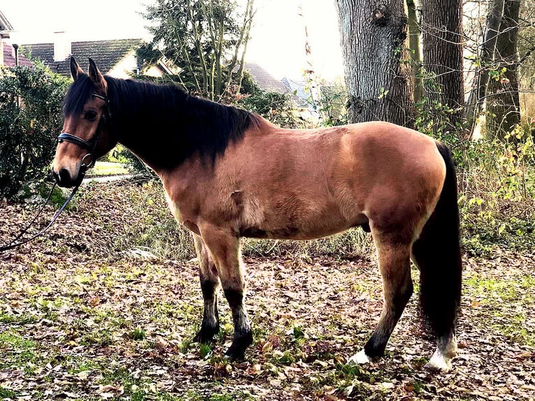 Andalusier Wallach 8 Jahre 157 cm Brauner in Bötersen