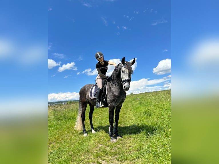 Andalusier Wallach 8 Jahre 157 cm Rappschimmel in Ofterdingen