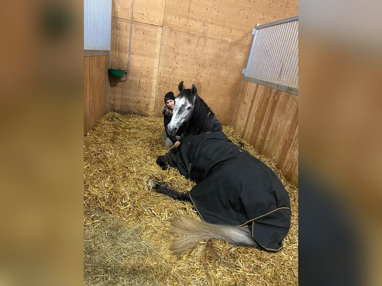 Andalusier Wallach 8 Jahre 157 cm Rappschimmel in Ofterdingen