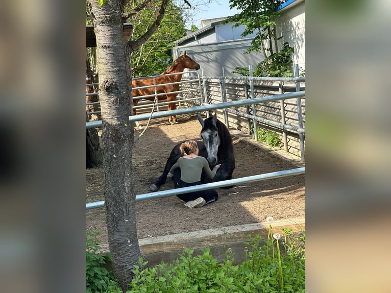 Andalusier Wallach 8 Jahre 157 cm Rappschimmel in Ofterdingen