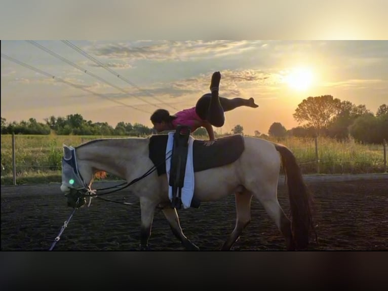 Andalusier Mix Wallach 8 Jahre 158 cm Buckskin in Osterode am Harz