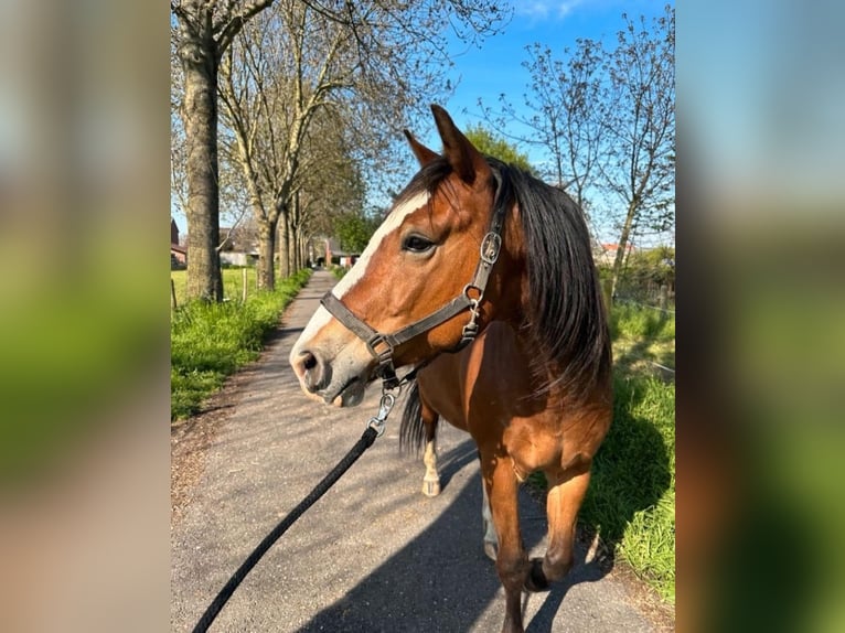 Andalusier Mix Wallach 8 Jahre 158 cm Fuchs in Gangelt