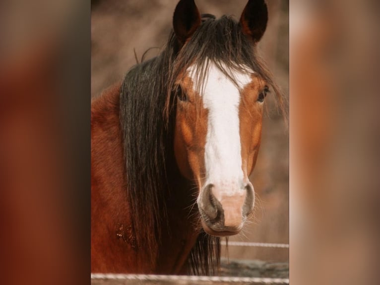 Andalusier Mix Wallach 8 Jahre 158 cm Fuchs in Gangelt