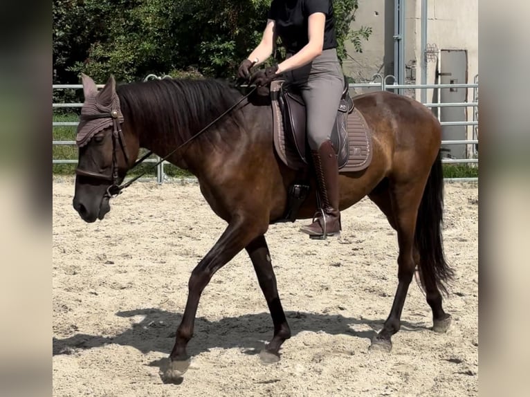 Andalusier Wallach 8 Jahre 158 cm Rappe in Geiselwind