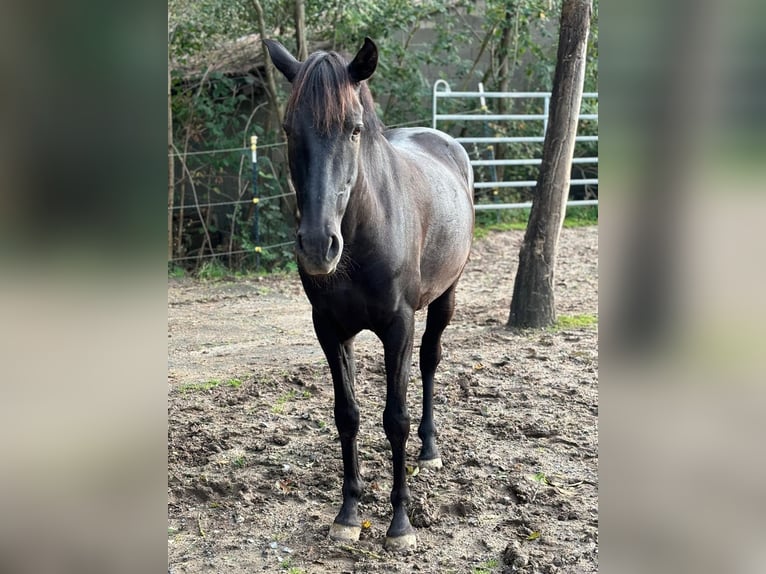 Andalusier Wallach 8 Jahre 158 cm Rappe in Geiselwind