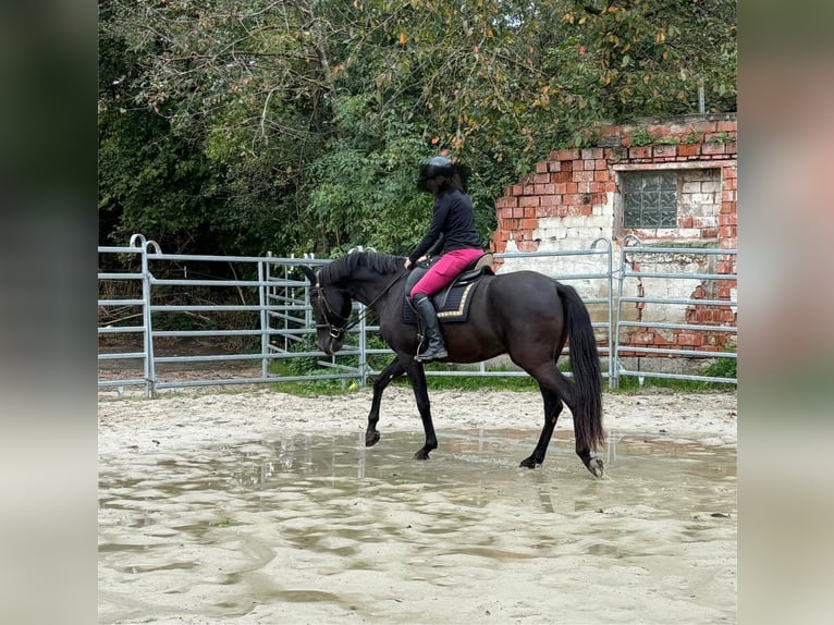 Andalusier Wallach 8 Jahre 158 cm Rappe in Geiselwind