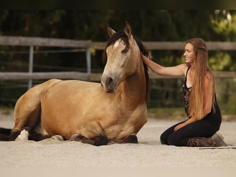 Andalusier Wallach 8 Jahre 160 cm Buckskin in Berg