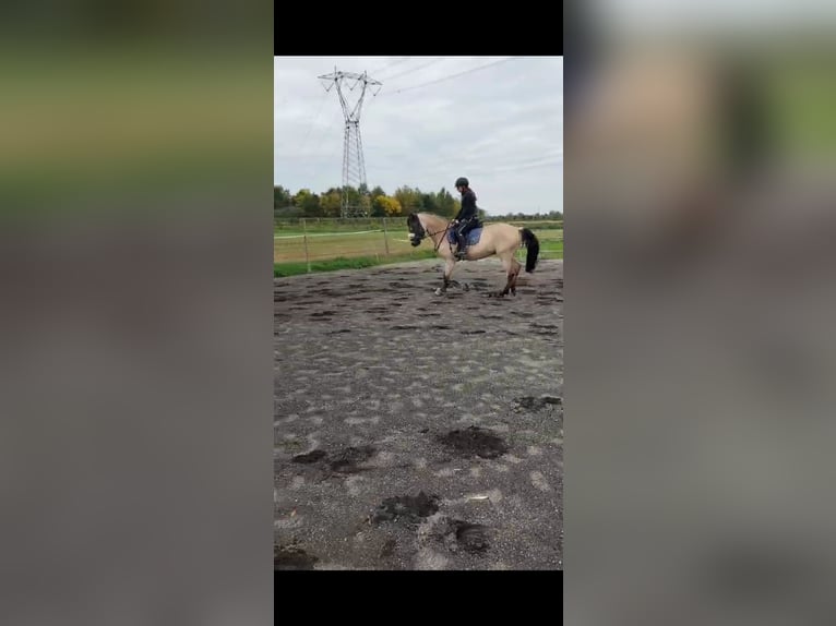 Andalusier Wallach 8 Jahre 160 cm Buckskin in Herzberg am Harz