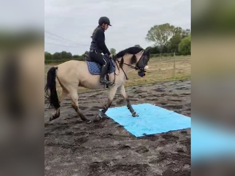Andalusier Wallach 8 Jahre 160 cm Buckskin in Herzberg am Harz