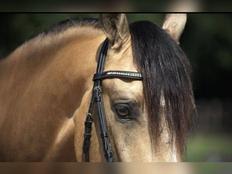 Andalusier Wallach 8 Jahre 160 cm Buckskin in Herzberg am Harz