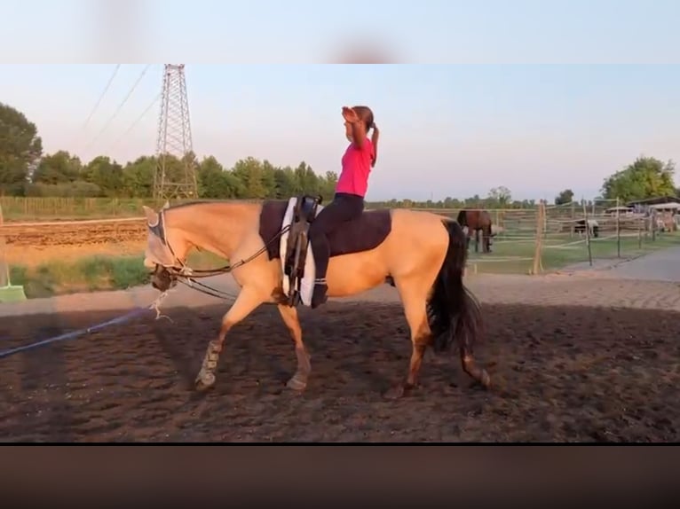 Andalusier Wallach 8 Jahre 160 cm Buckskin in Herzberg am Harz