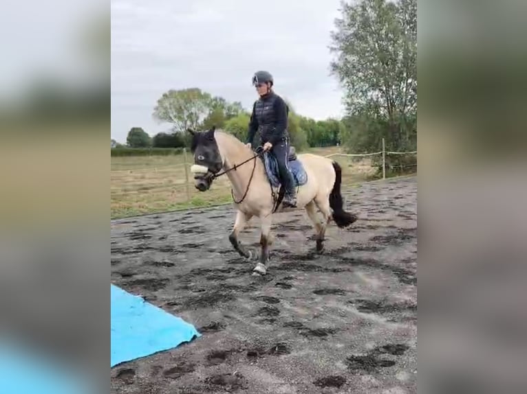 Andalusier Wallach 8 Jahre 160 cm Buckskin in Herzberg am Harz