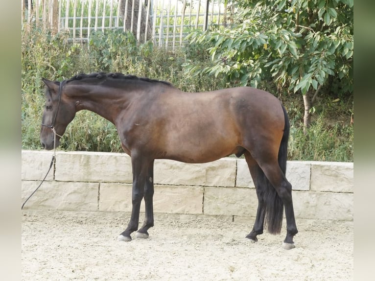 Andalusier Wallach 8 Jahre 160 cm Dunkelbrauner in Krumbach