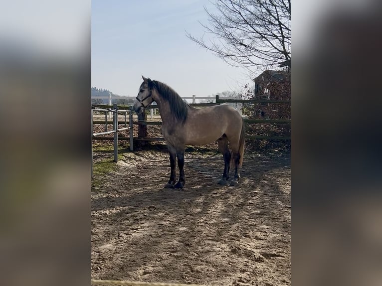 Andalusier Wallach 8 Jahre 160 cm Falbe in HadamarNiederzeuzheim