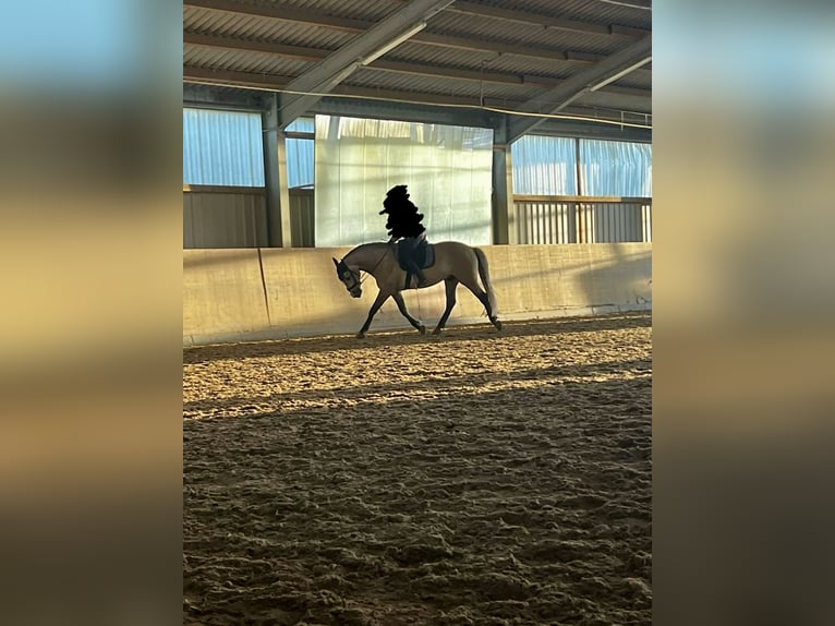 Andalusier Wallach 8 Jahre 160 cm Falbe in HadamarNiederzeuzheim
