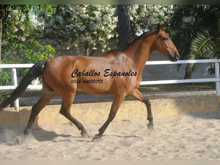 Andalusier Wallach 8 Jahre 161 cm Brauner in Vejer de la Frontera