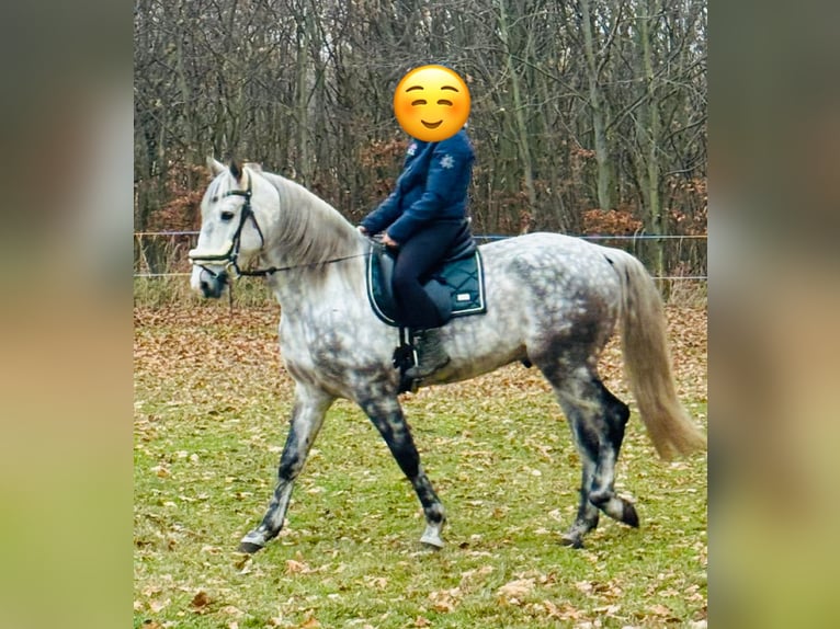 Andalusier Wallach 8 Jahre 162 cm Apfelschimmel in Velpke