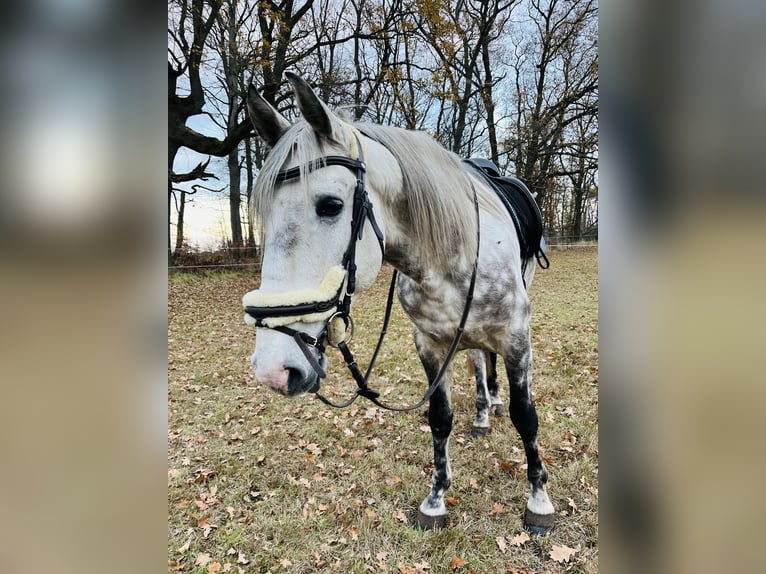 Andalusier Wallach 8 Jahre 162 cm Apfelschimmel in Velpke