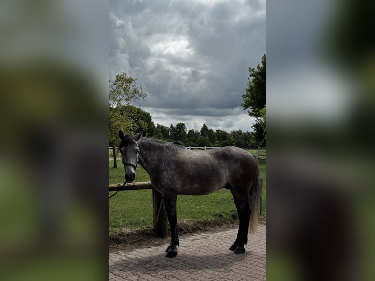 Andalusier Wallach 8 Jahre 162 cm Schimmel in Falkensee