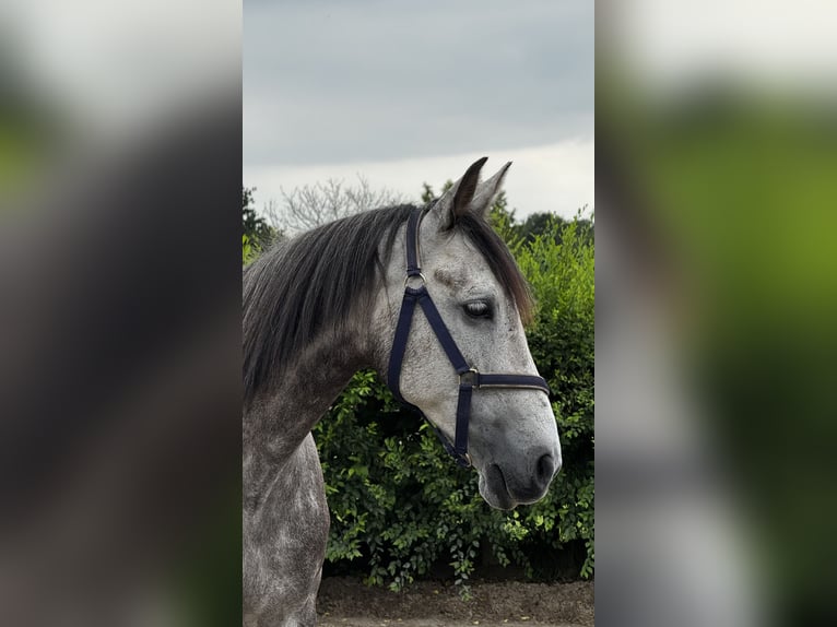 Andalusier Wallach 8 Jahre 162 cm Schimmel in Falkensee