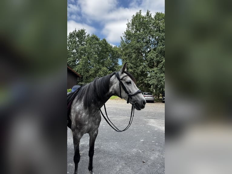 Andalusier Wallach 8 Jahre 162 cm Schimmel in Falkensee