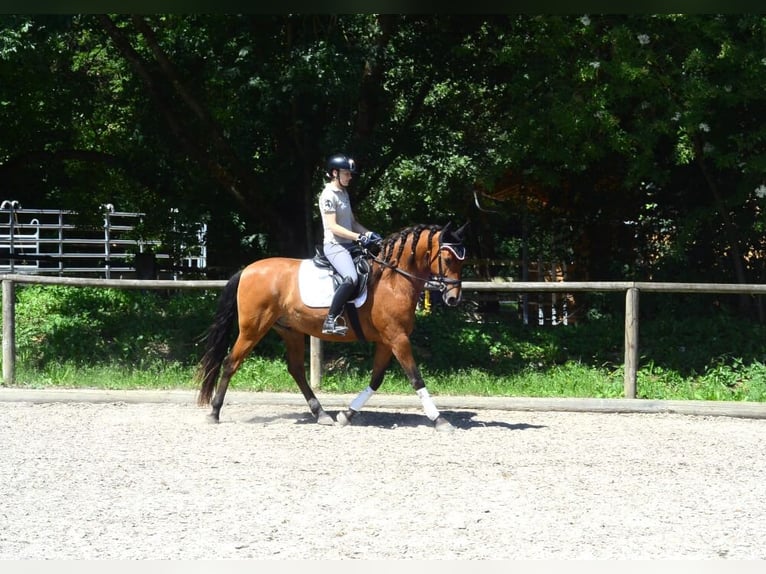 Andalusier Wallach 8 Jahre 163 cm Brauner in Wellheim