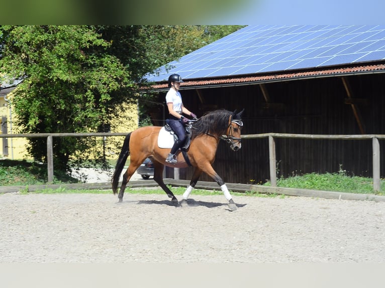 Andalusier Wallach 8 Jahre 163 cm Brauner in Wellheim