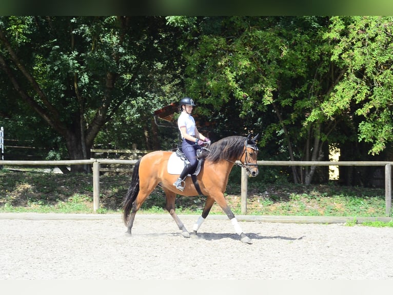Andalusier Wallach 8 Jahre 163 cm Brauner in Wellheim