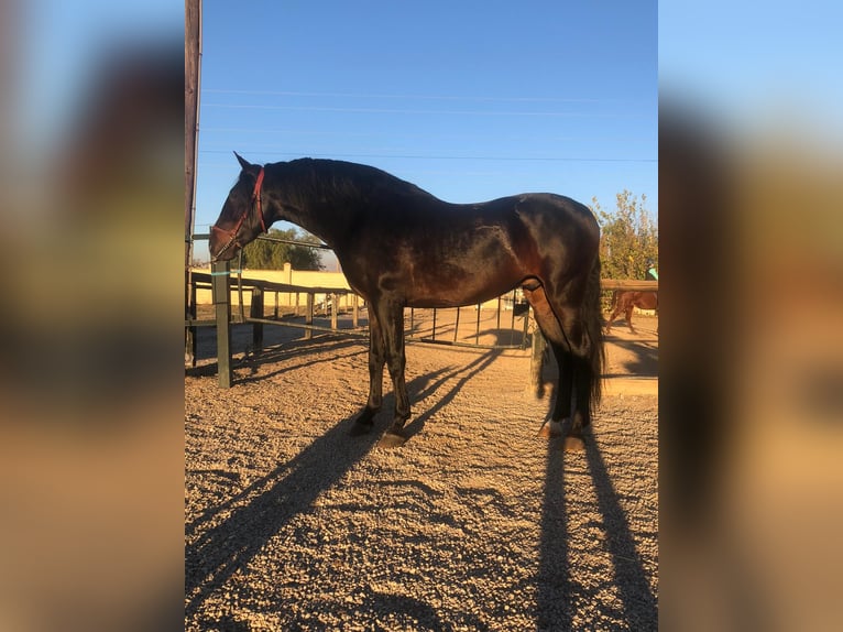 Andalusier Wallach 8 Jahre 164 cm Dunkelbrauner in Cazorla