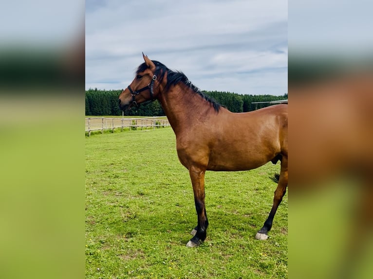 Andalusier Wallach 8 Jahre 165 cm Brauner in Starnberg
