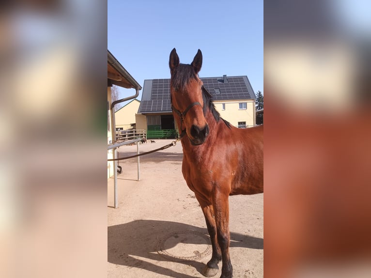 Andalusier Wallach 8 Jahre 165 cm Brauner in Starnberg