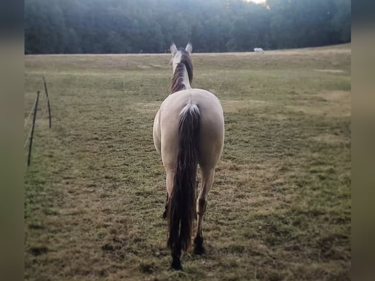 Andalusier Wallach 8 Jahre 165 cm Buckskin in Rossau