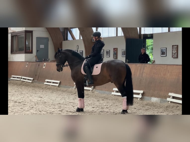 Andalusier Wallach 8 Jahre 165 cm Dunkelbrauner in Norderstedt