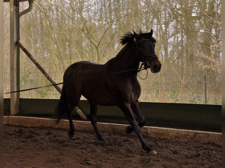 Andalusier Wallach 8 Jahre 165 cm Dunkelbrauner in Norderstedt