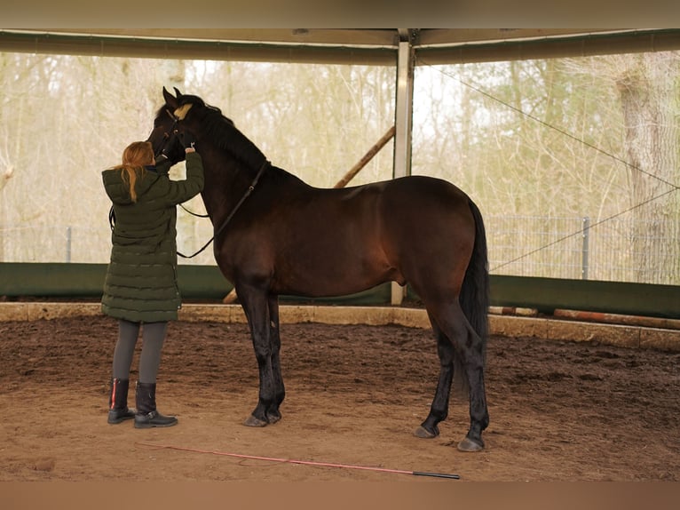 Andalusier Wallach 8 Jahre 165 cm Dunkelbrauner in Norderstedt