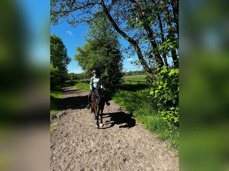 Andalusier Wallach 8 Jahre 165 cm Dunkelbrauner in Norderstedt