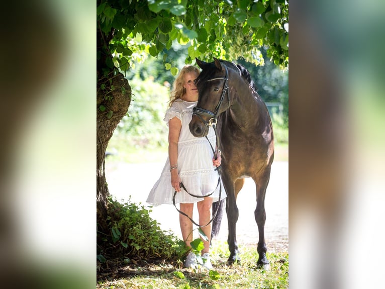 Andalusier Wallach 8 Jahre 165 cm Dunkelbrauner in Norderstedt