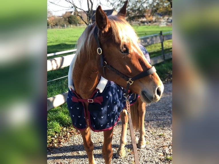 Andalusier Wallach 8 Jahre 165 cm Fuchs in Korschenbroich