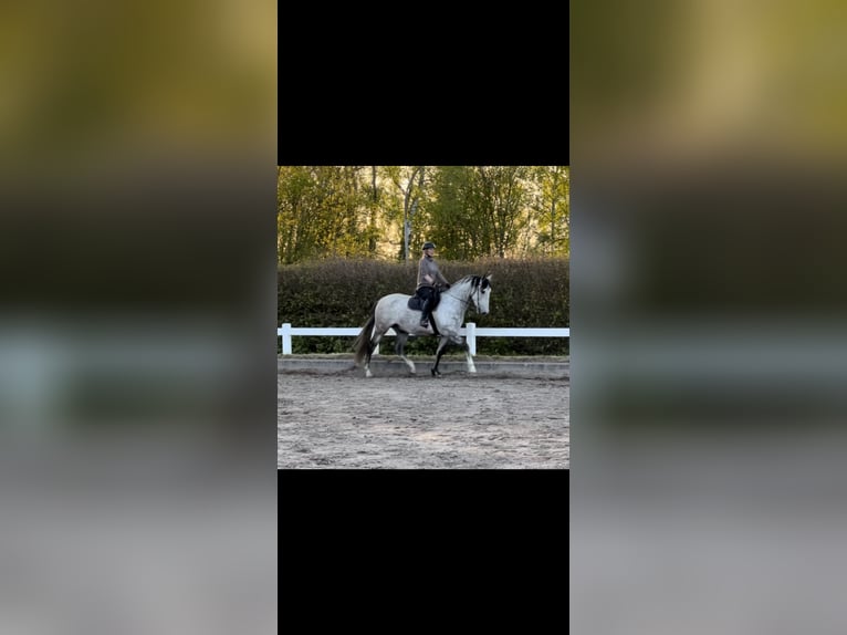 Andalusier Wallach 8 Jahre 165 cm Schimmel in Sch&#xF6;nberg