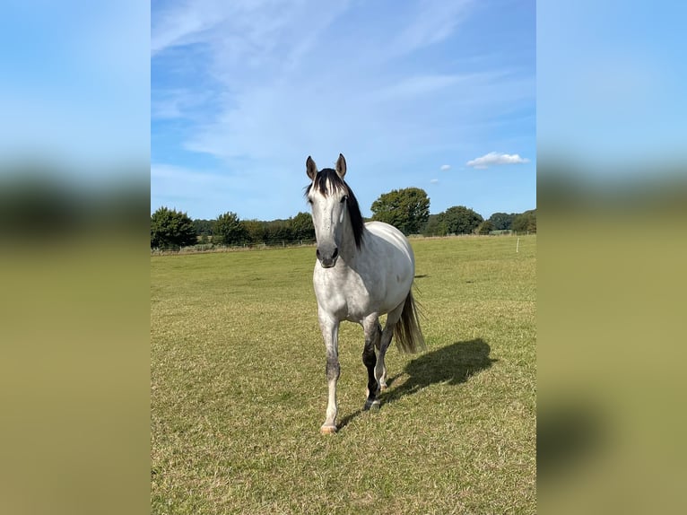 Andalusier Wallach 8 Jahre 165 cm Schimmel in Sch&#xF6;nberg
