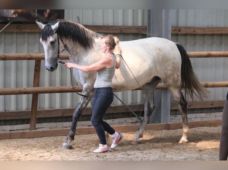 Andalusier Wallach 8 Jahre 165 cm Schimmel in Sch&#xF6;nberg