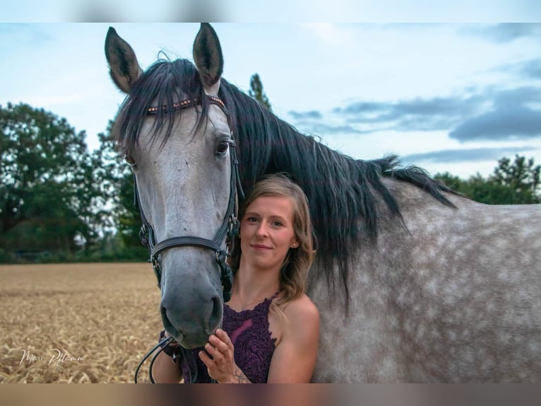 Andalusier Wallach 8 Jahre 165 cm Schimmel in Sch&#xF6;nberg
