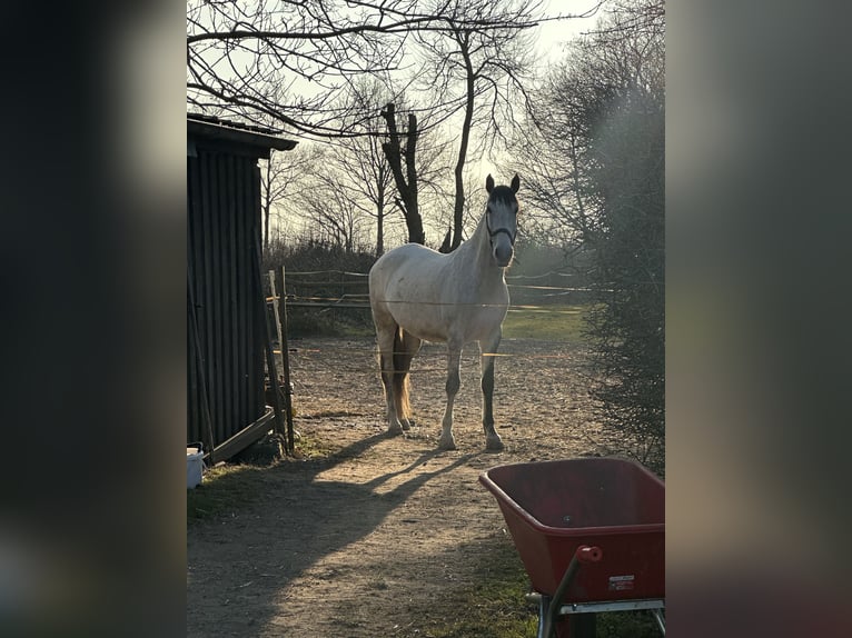 Andalusier Wallach 8 Jahre 165 cm Schimmel in Sch&#xF6;nberg