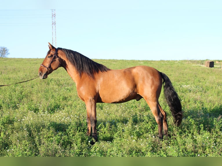 Andalusier Wallach 8 Jahre 166 cm Hellbrauner in Canet D&#39;Adri